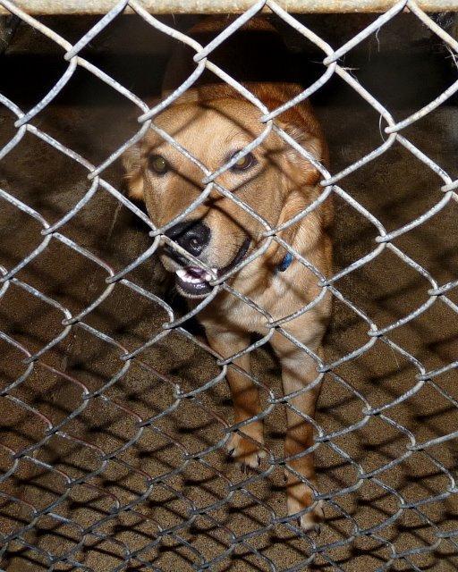 Enlarge Hudson, a Adoptable mixed breed in Pierceton, IN image 2/6