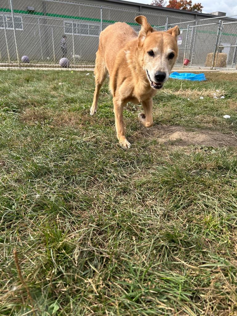 Enlarge Hudson, a Adoptable mixed breed in Pierceton, IN image 3/6