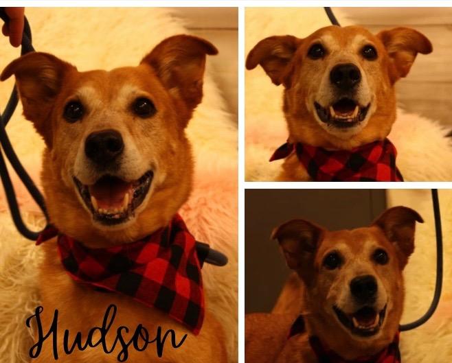 Enlarge Hudson, a Adoptable mixed breed in Pierceton, IN image 4/6