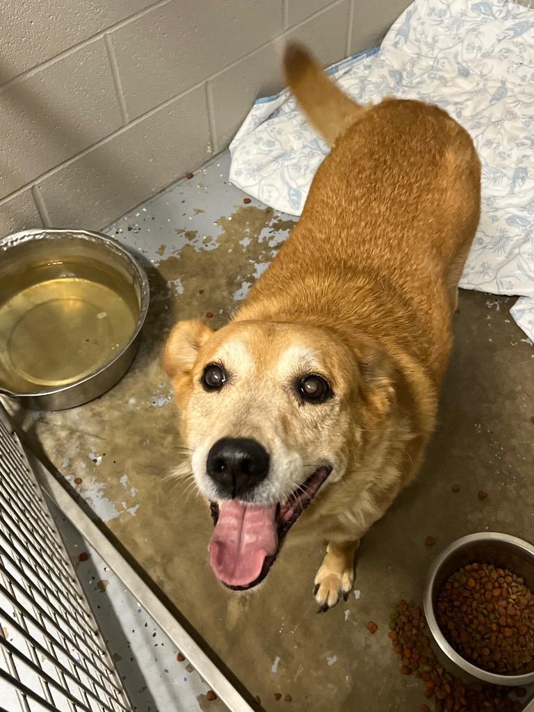 Enlarge Hudson, a Adoptable mixed breed in Pierceton, IN image 5/6