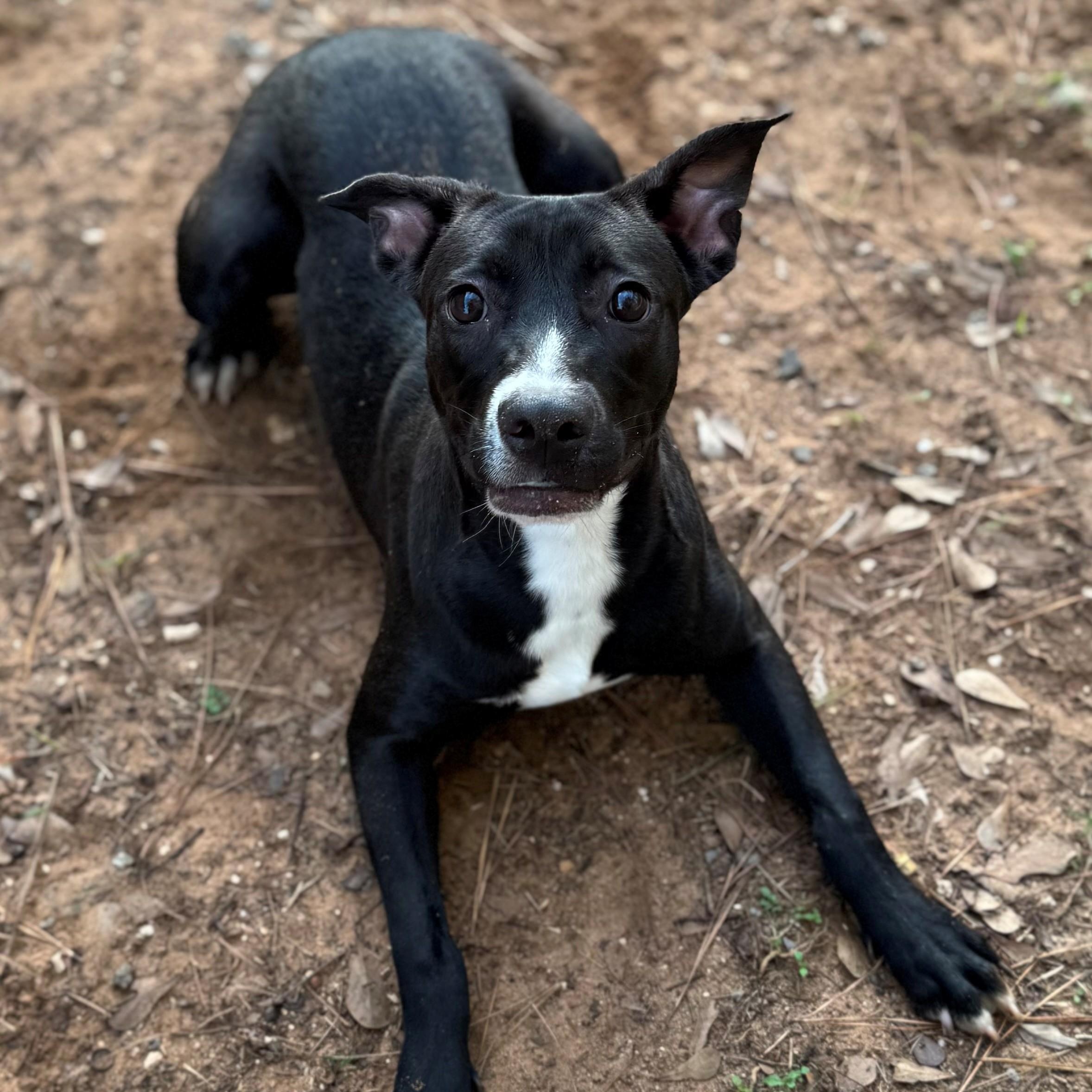 Noel, ADOPTABLE, Young Female Labrador Retriever.