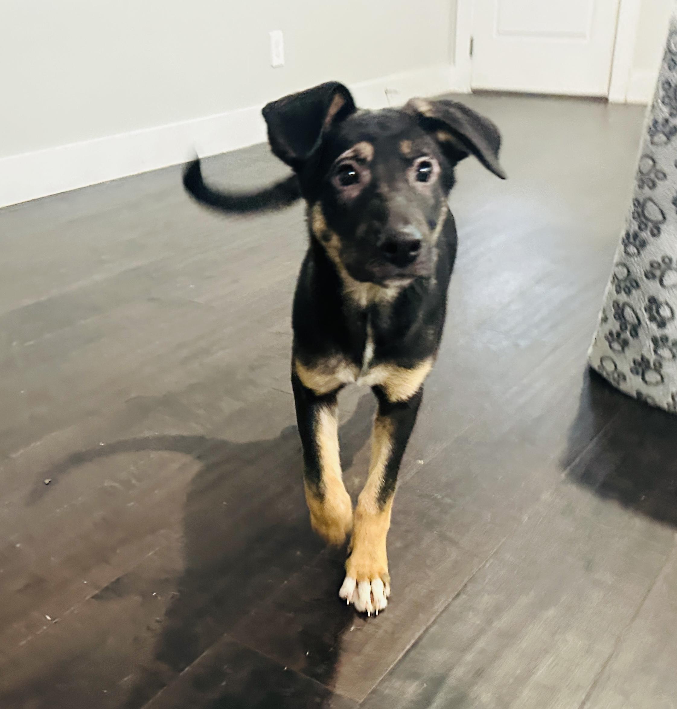 Enlarge Aurora , a Adoptable mixed breed in Dallas, TX image 1/4