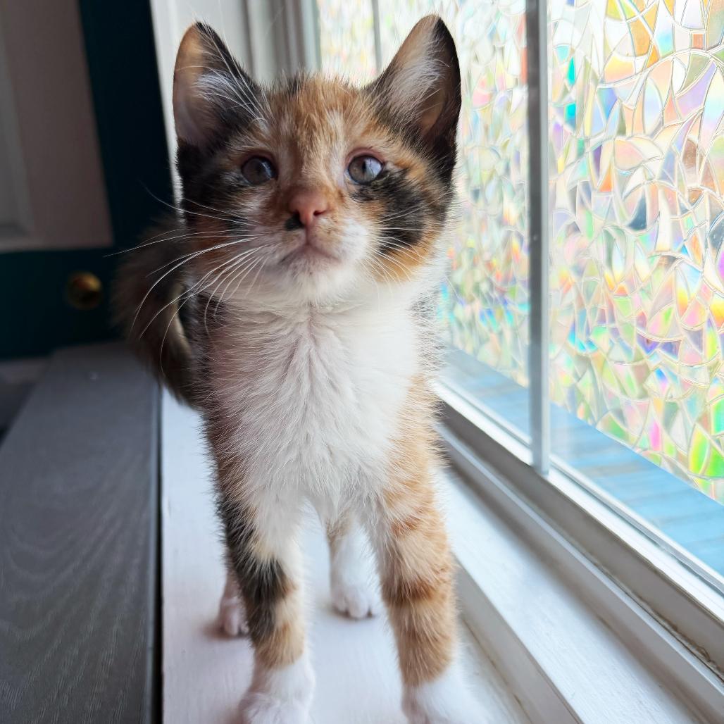 Enlarge Muffin, an adopted Domestic Short Hair in Asheville, NC image 1/1