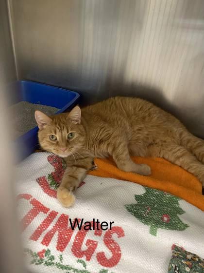 Walter, Adoptable, Young Male Domestic Short Hair & Domestic Short Hair.