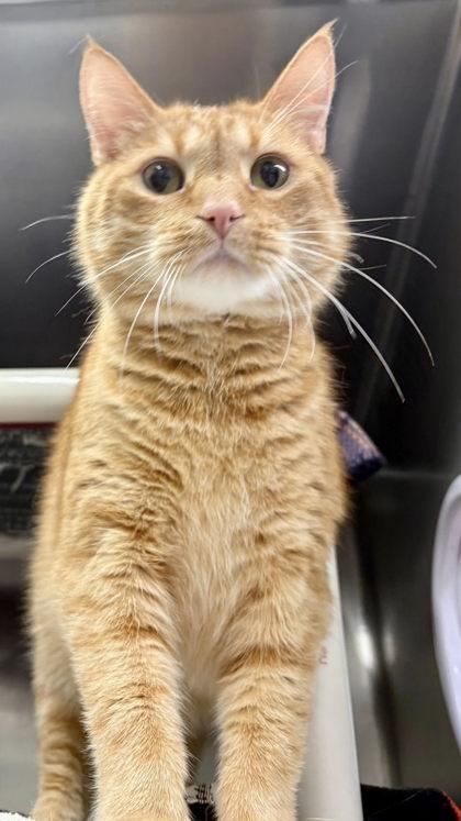 Enlarge Walter, a Adoptable mixed breed in Hobart, IN image 2/2