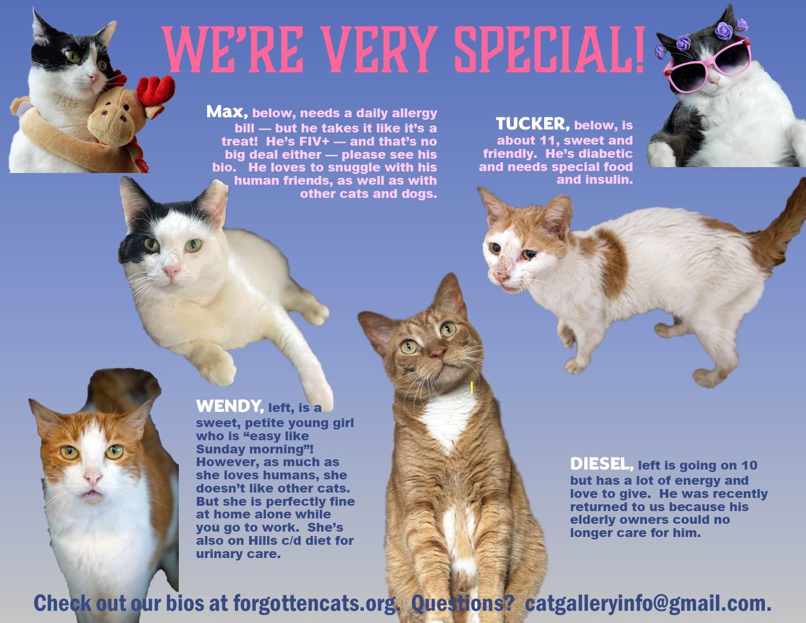 We Are Special (needs: food &amp;/or medical) Part 2, Adult Male Domestic Short Hair