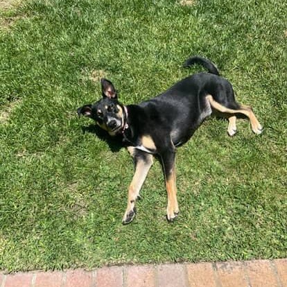 Annie, a Adoptable mixed breed in Tarzana, CA image 2/6