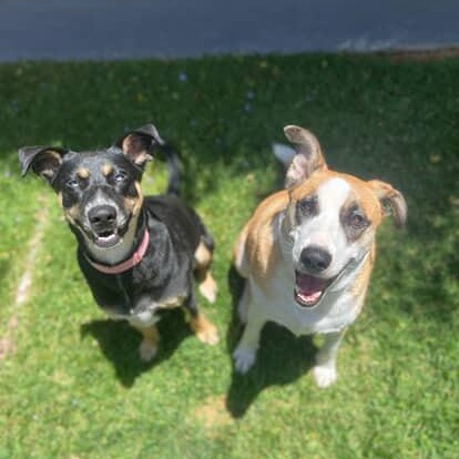 Annie, a Adoptable mixed breed in Tarzana, CA image 5/6