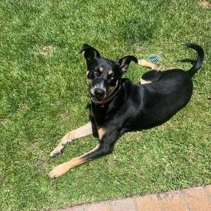 Annie, Adoptable, Young Female Shepherd.