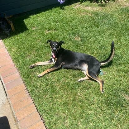 Annie, a Adoptable mixed breed in Tarzana, CA image 3/6