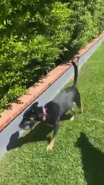 Enlarge Annie, a Adoptable mixed breed in Tarzana, CA video 6/6