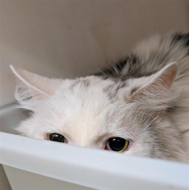 Slinky, ADOPTABLE, Senior Male Domestic Long Hair.