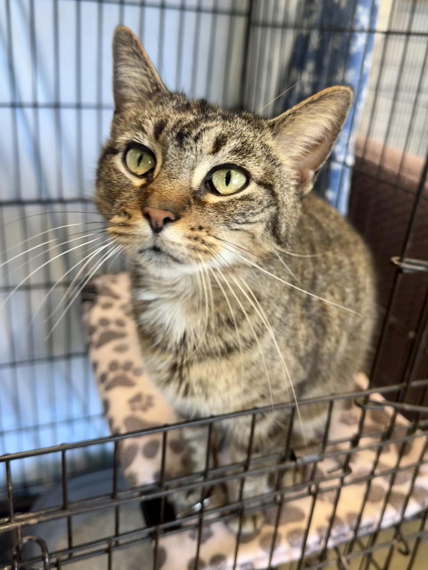 Enlarge KAMIKO, a Adoptable mixed breed in Fishers, IN image 2/2