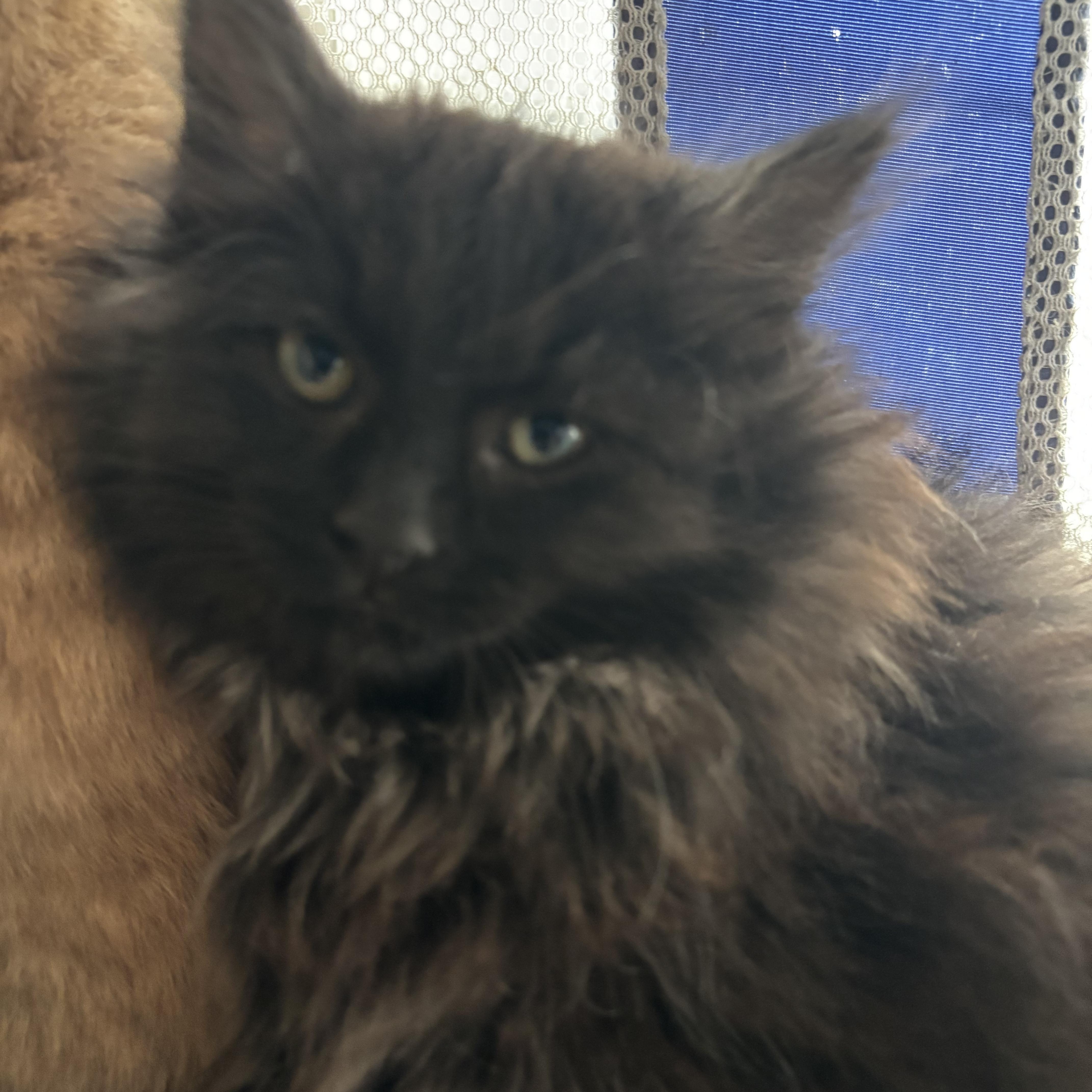 Enlarge Smoochy, a ADOPTABLE Domestic Long Hair in Shelby Township, MI image 1/1