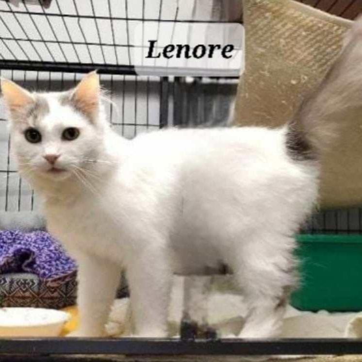 Lenore, Adoptable, Adult Female Domestic Long Hair.