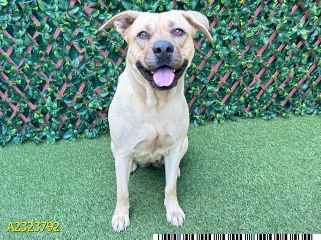 BEEBEE BAGUETTE, Adoptable, Young Female Mixed Breed.
