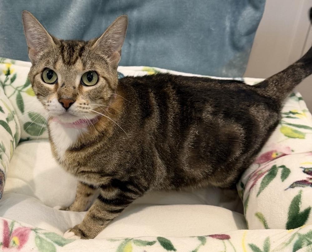 Birdie, Adoptable, Adult Female Domestic Short Hair.