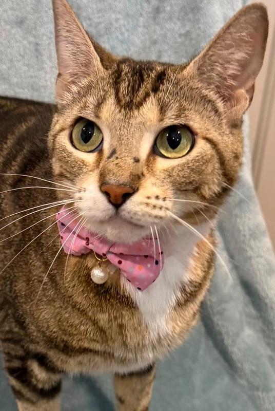 Birdie, a Adoptable mixed breed in Richardson, TX image 2/3