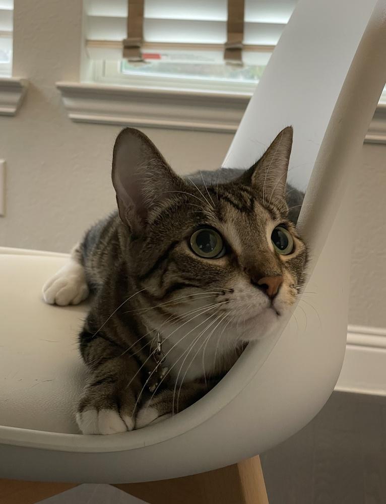 Enlarge Birdie, a Adoptable mixed breed in Richardson, TX image 3/6