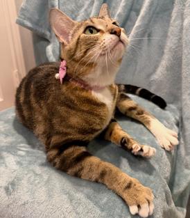 Birdie, a Adoptable mixed breed in Richardson, TX image 3/3