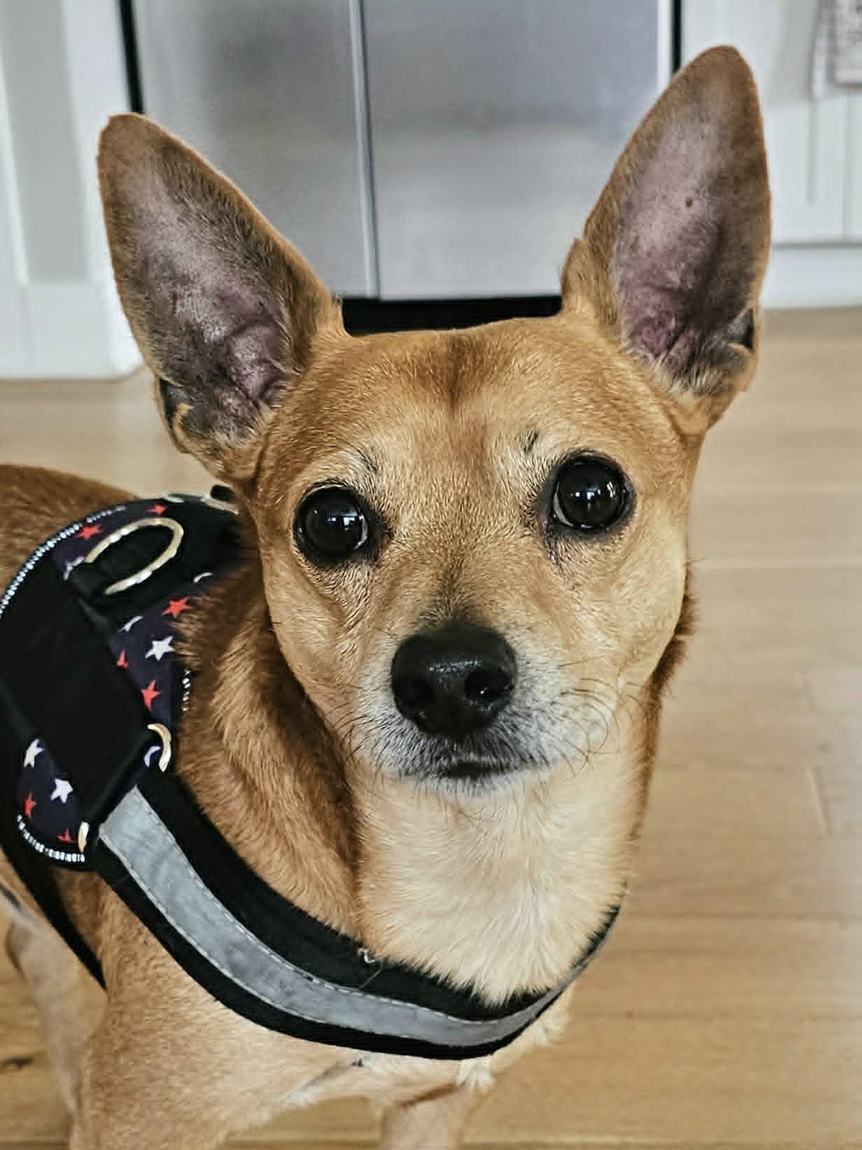 Kipper, ADOPTABLE, Adult Male Chihuahua.