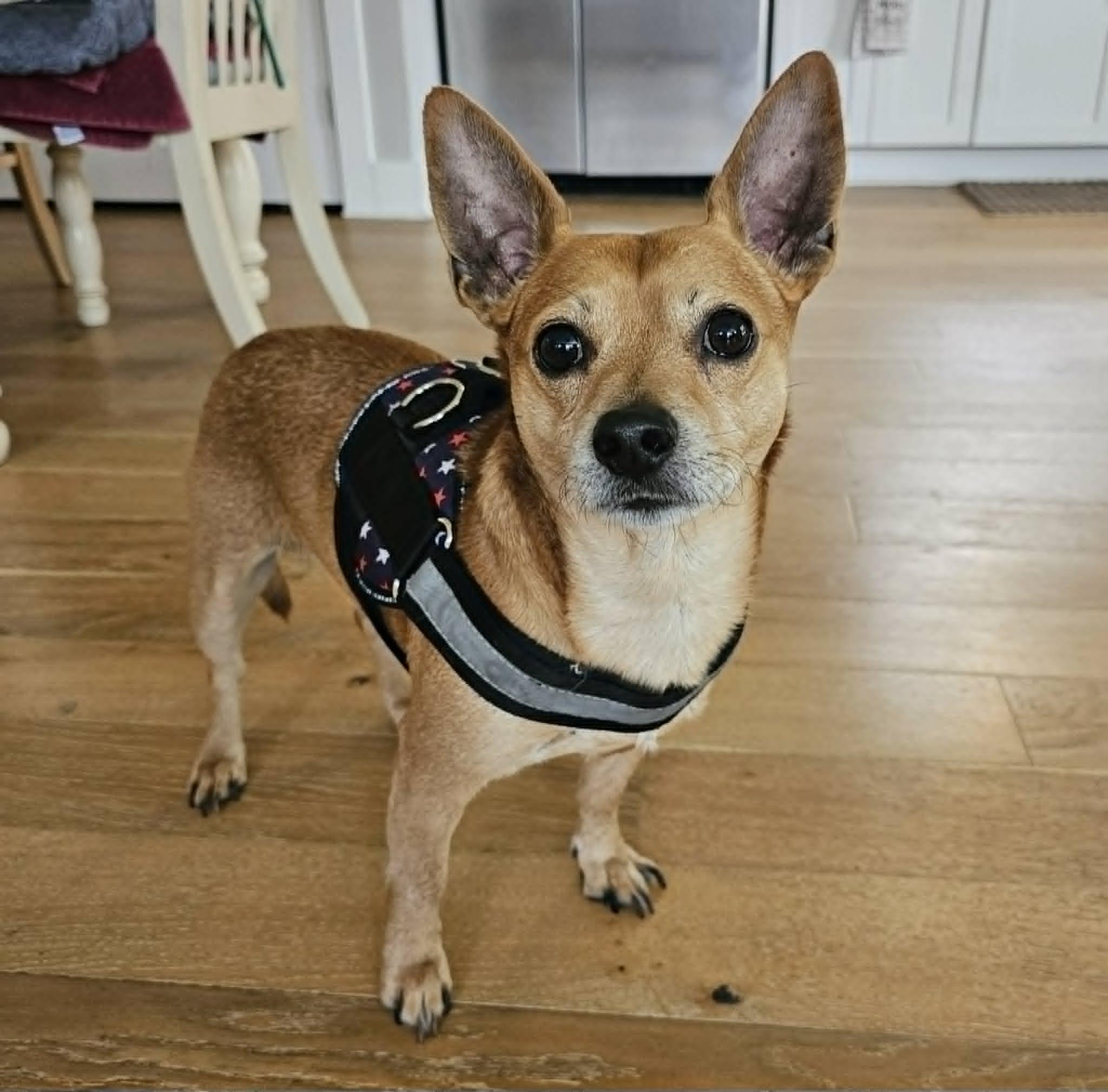 Kipper, a ADOPTABLE mixed breed in McDonough, GA image 2/5