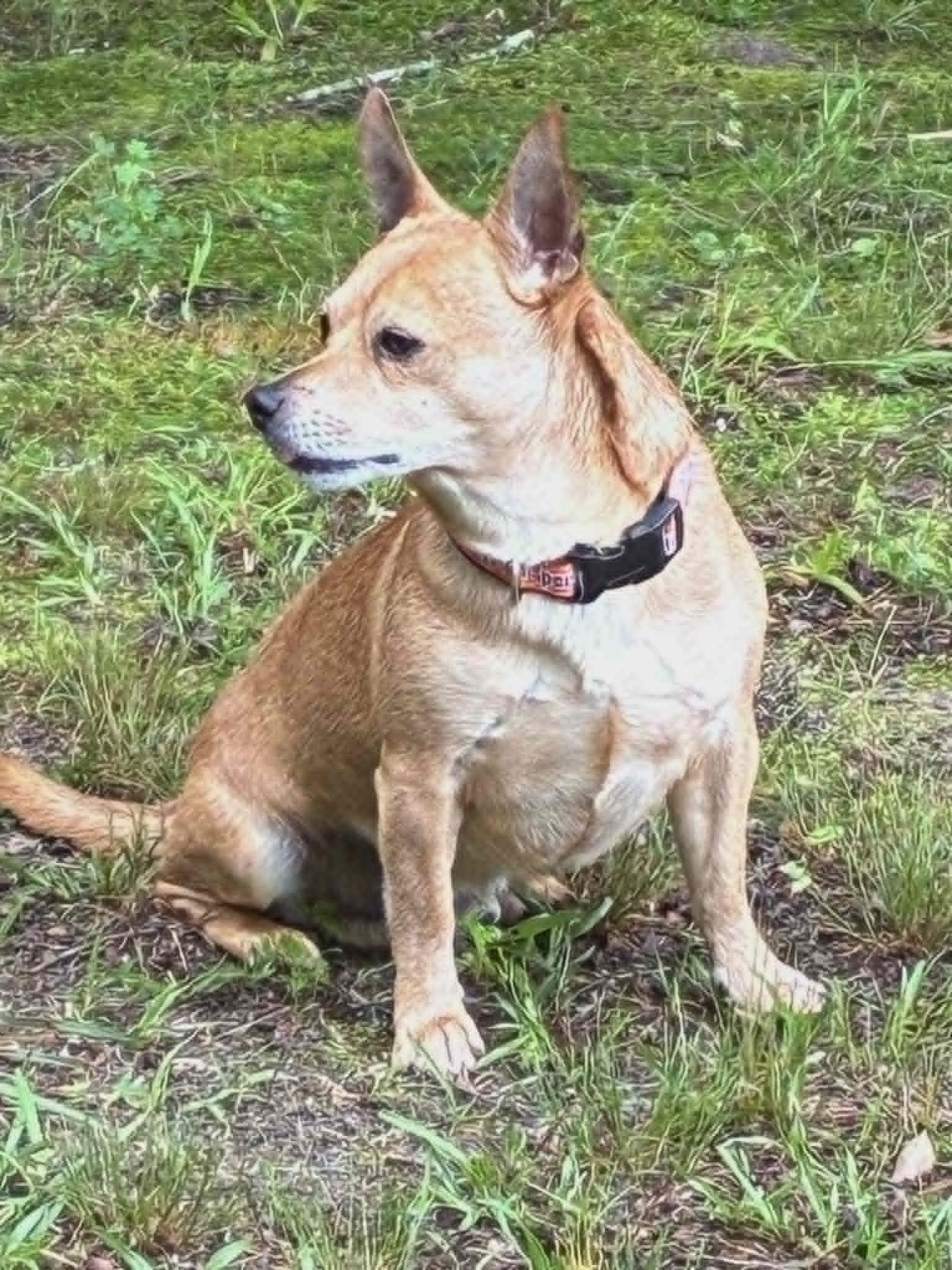 Kipper, a ADOPTABLE mixed breed in McDonough, GA image 5/5