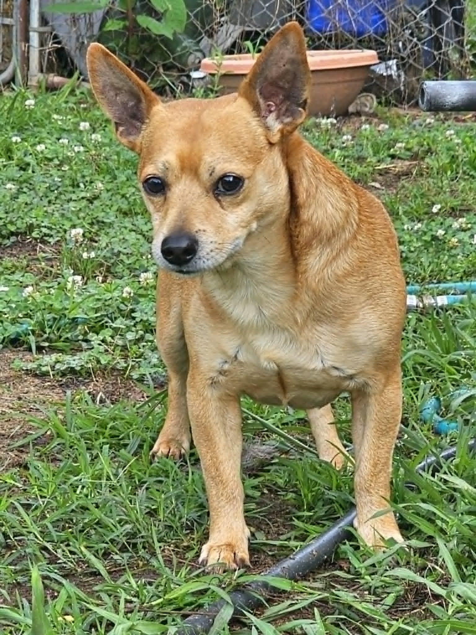 Kipper, a ADOPTABLE mixed breed in McDonough, GA image 3/5