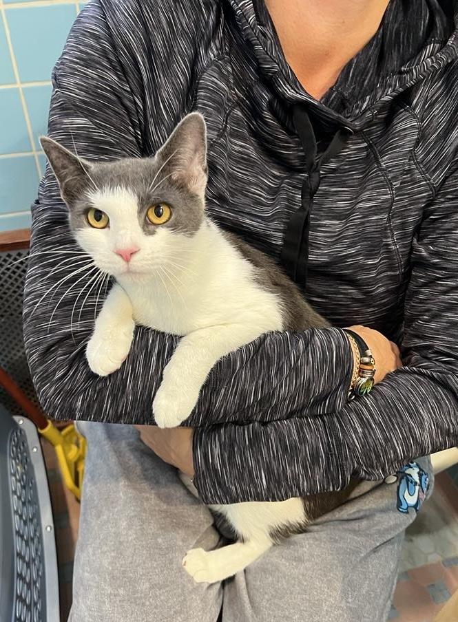 Mercy, a Adoptable Domestic Short Hair in Brooklyn, NY image 1/5