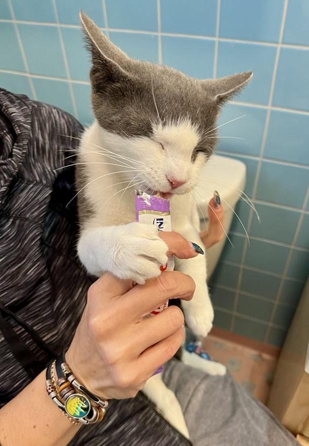 Mercy, a Adoptable Domestic Short Hair in Brooklyn, NY image 4/5