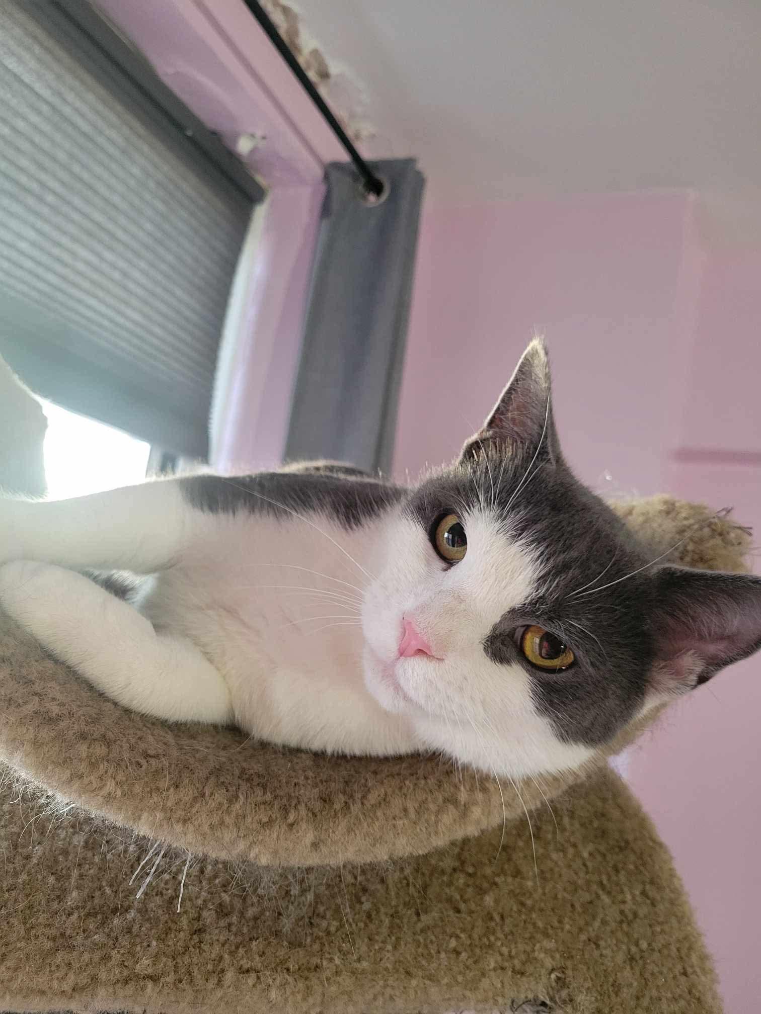 Mercy, a Adoptable Domestic Short Hair in Brooklyn, NY image 3/5