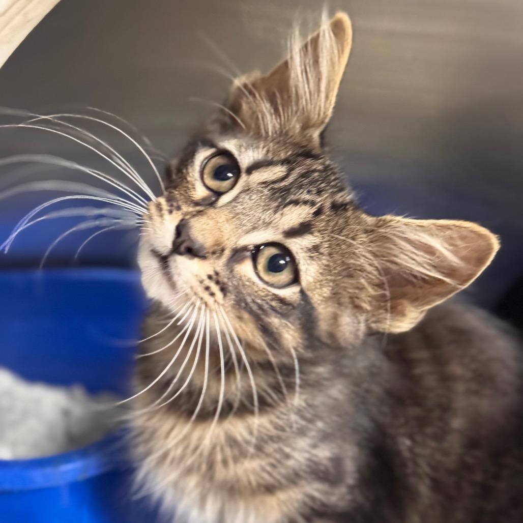 Yankee, Adoptable, Kitten Male Domestic Long Hair.