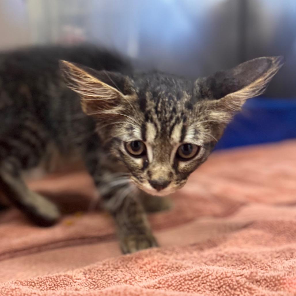 Enlarge Yankee, a Adoptable Domestic Long Hair in Starkville, MS image 2/2