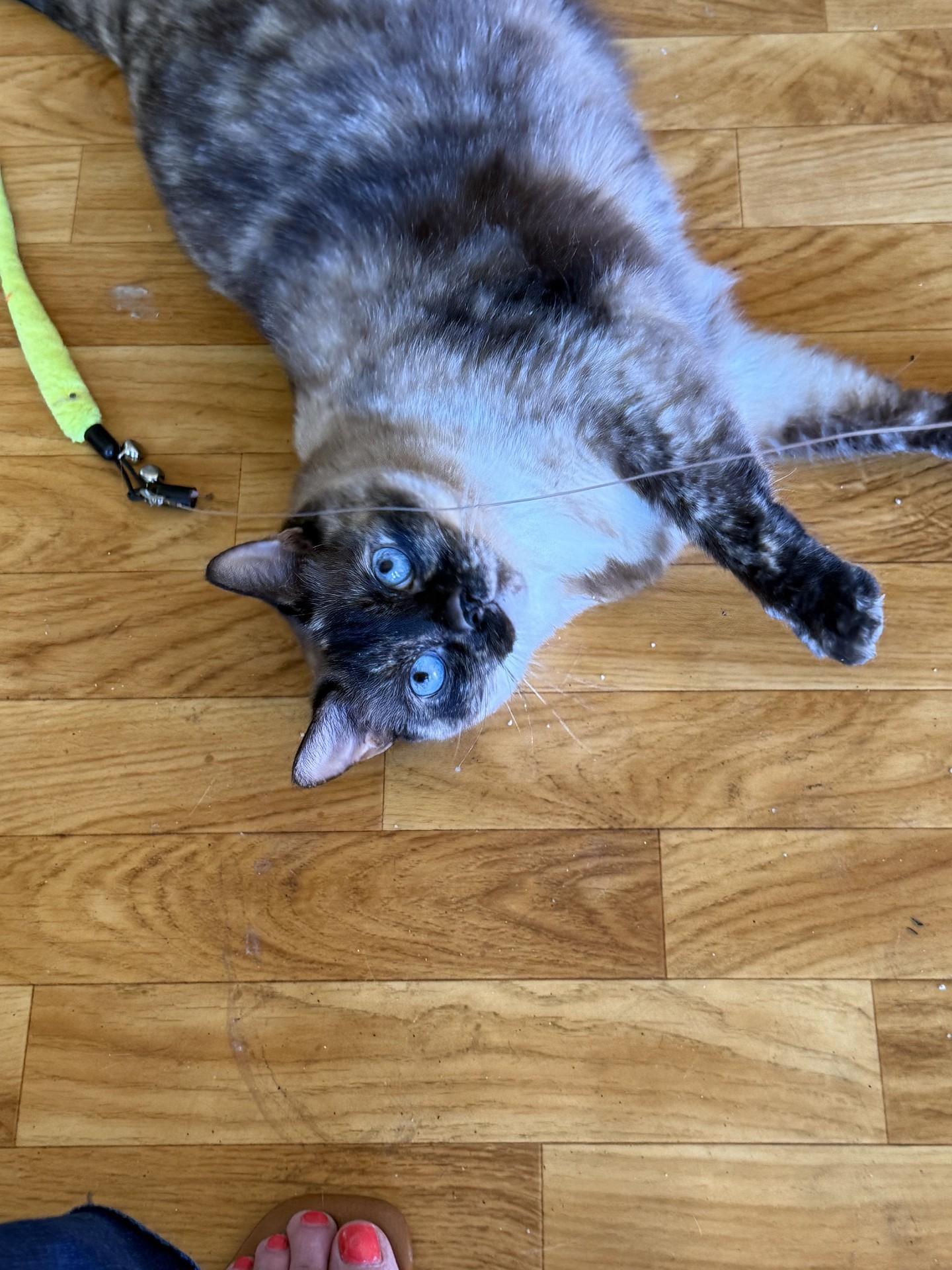 Millie, a ADOPTABLE mixed breed in Glendale, CA image 2/2