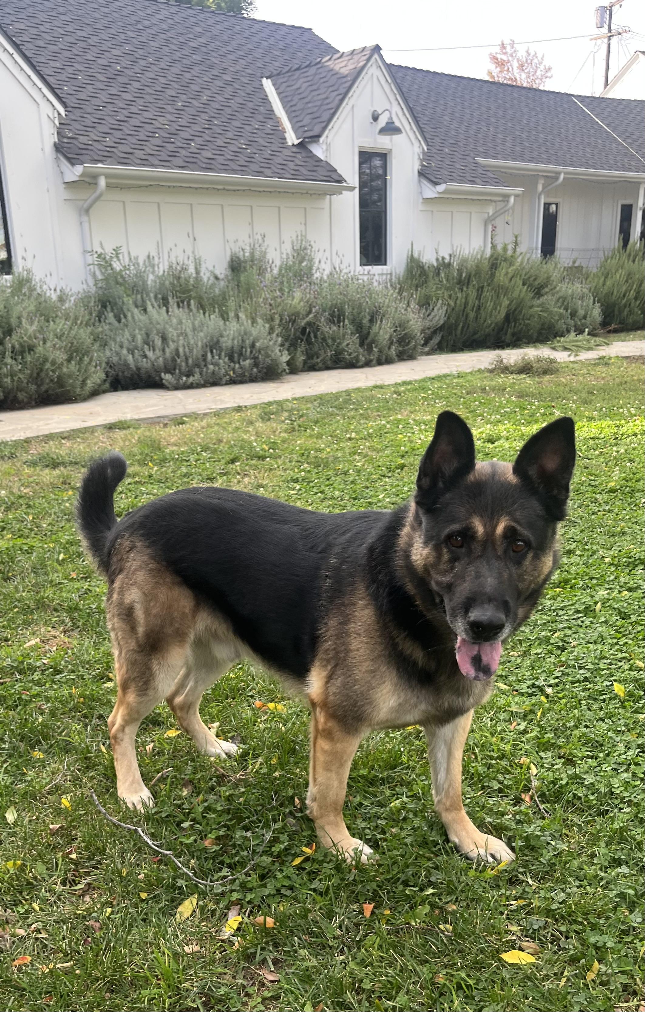 Enlarge HUNTER, a ADOPTABLE mixed breed in Los Angeles, CA image 2/2