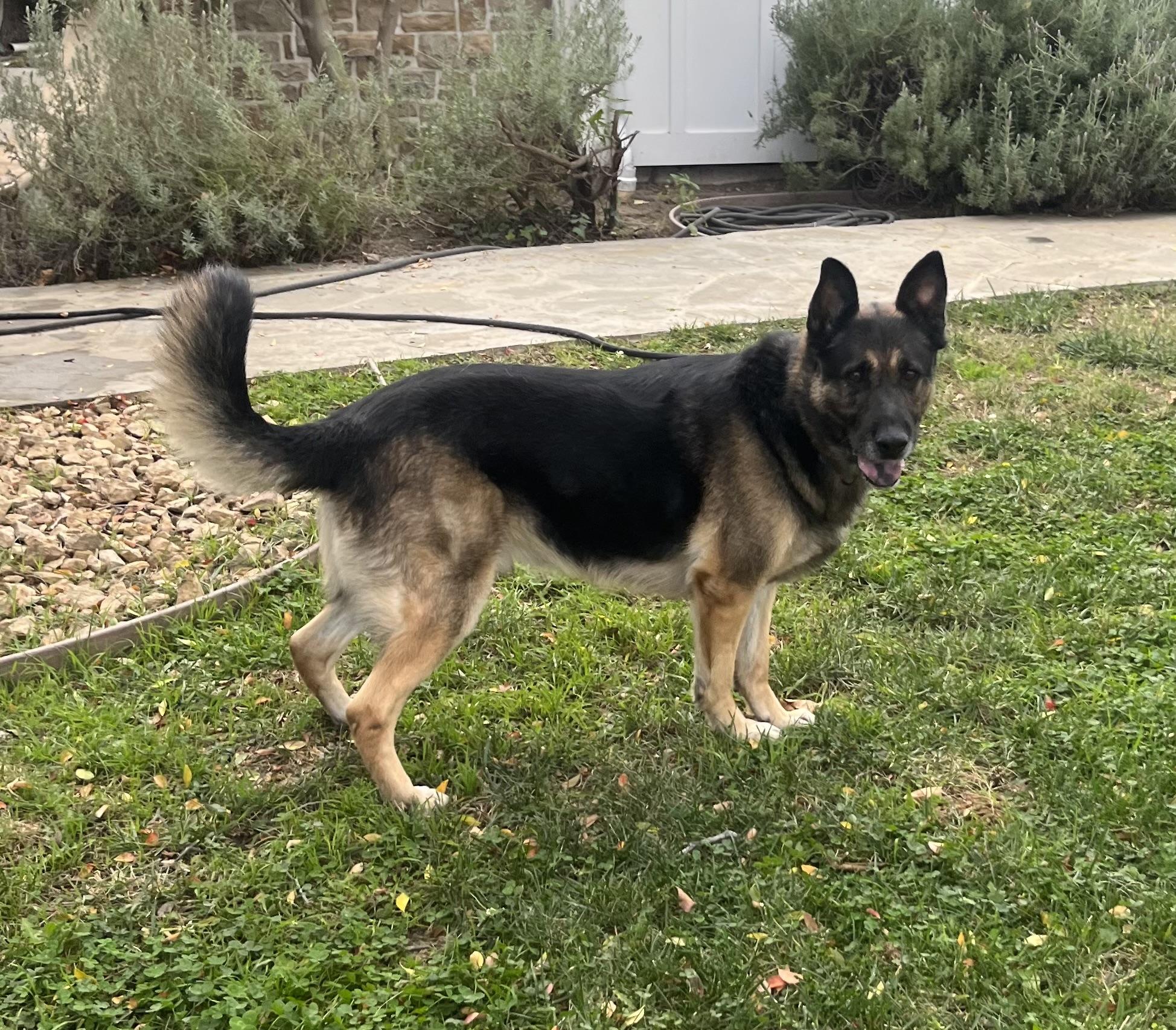 HUNTER, ADOPTABLE, Adult Male German Shepherd Dog.