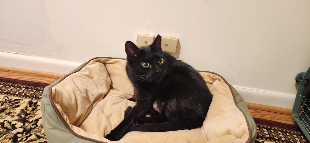 Mama Velvet, Adoptable, Adult Female Domestic Short Hair.