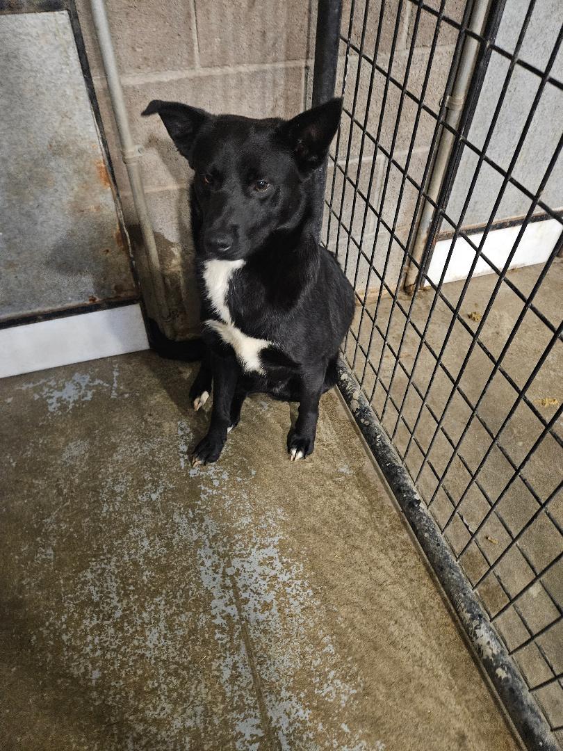 Enlarge Johnny, a ADOPTABLE mixed breed in Norton, KS image 1/4