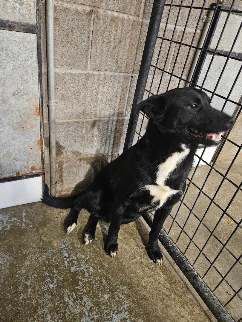 Enlarge Johnny, a ADOPTABLE mixed breed in Norton, KS image 4/4