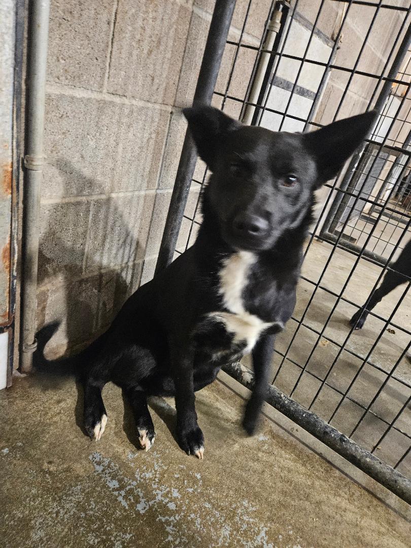 Enlarge Johnny, a ADOPTABLE mixed breed in Norton, KS image 3/4
