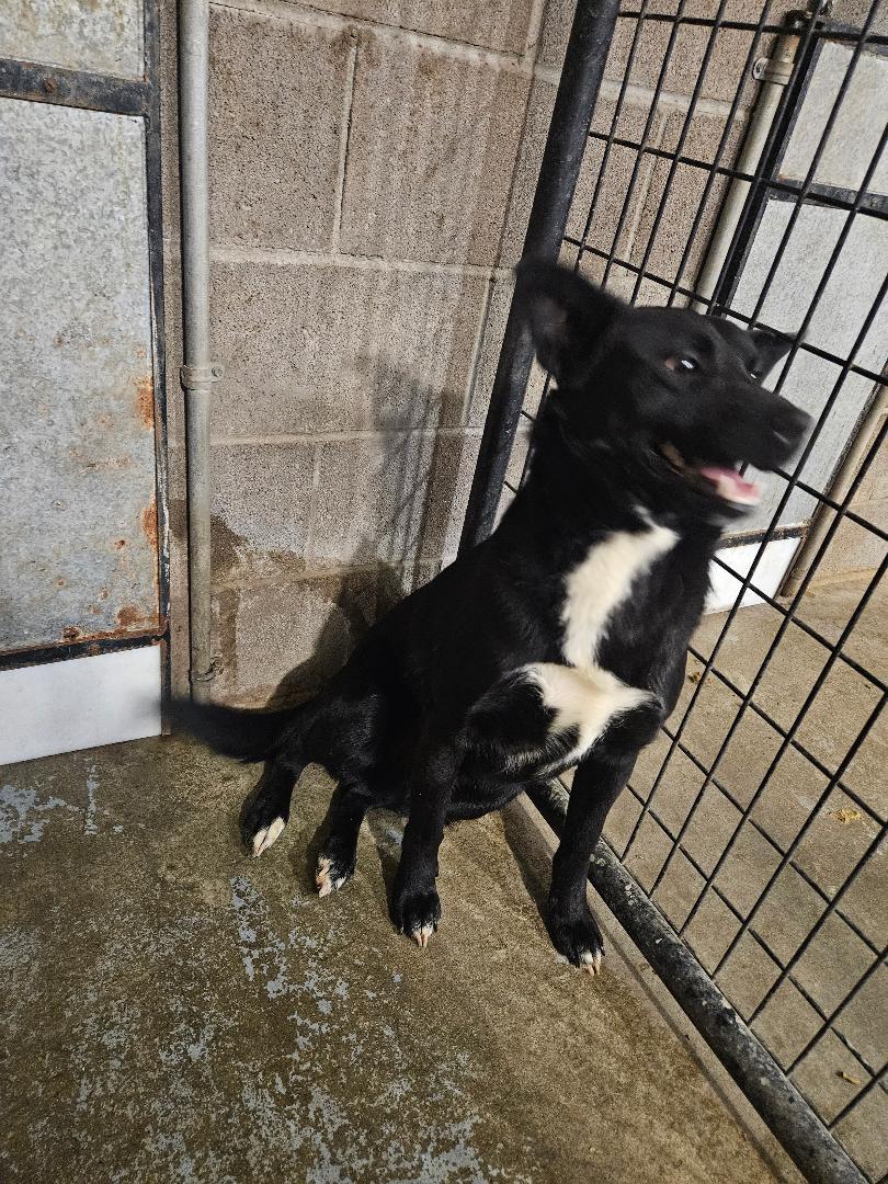 Enlarge Johnny, a ADOPTABLE mixed breed in Norton, KS image 2/4
