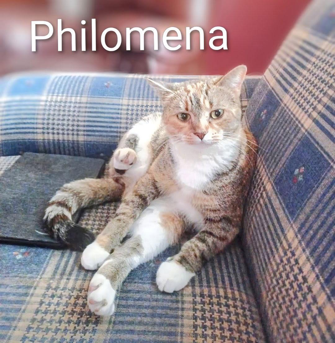 Enlarge KITTY PHANTASTIC PHILOMENIA, a Adoptable Domestic Short Hair in Franklin, TN image 1/3