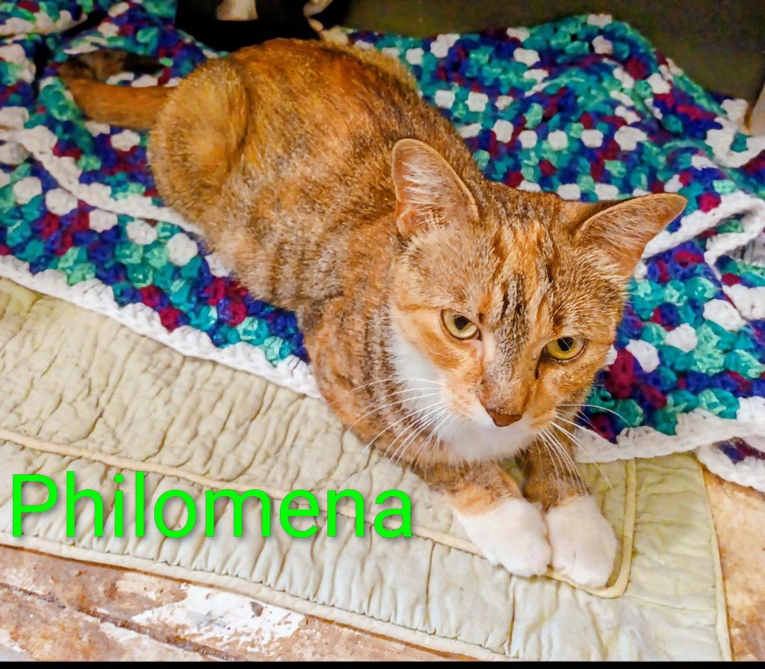 Enlarge KITTY PHANTASTIC PHILOMENIA, a Adoptable Domestic Short Hair in Franklin, TN image 2/3