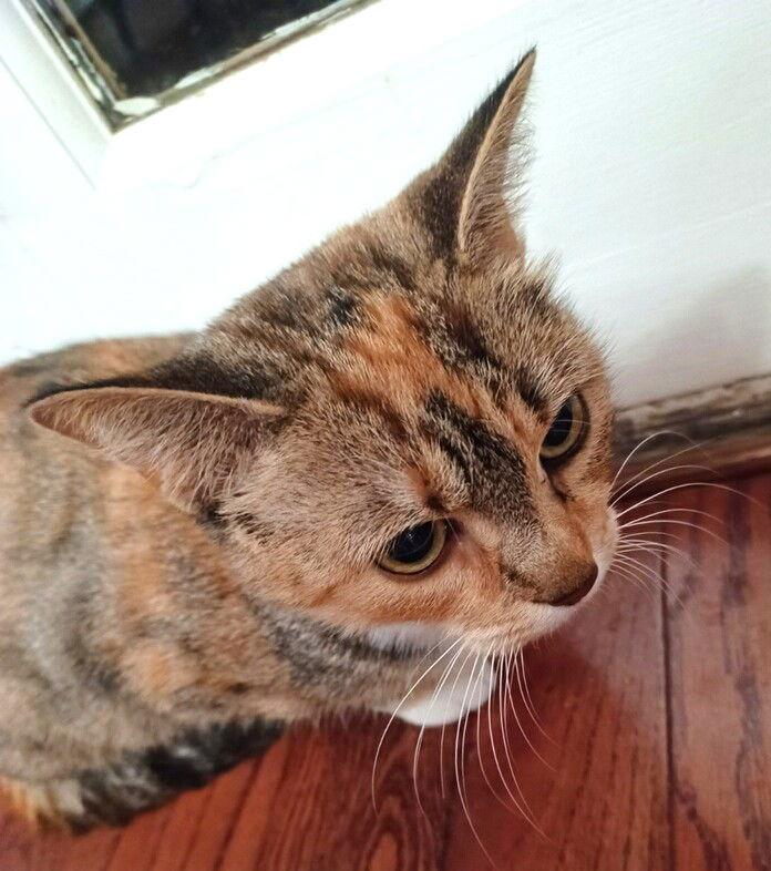Enlarge KITTY PHANTASTIC PHILOMENIA, a Adoptable Domestic Short Hair in Franklin, TN image 3/3