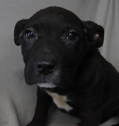 Nema, Adoptable, Puppy Male Shepherd & Labrador Retriever.