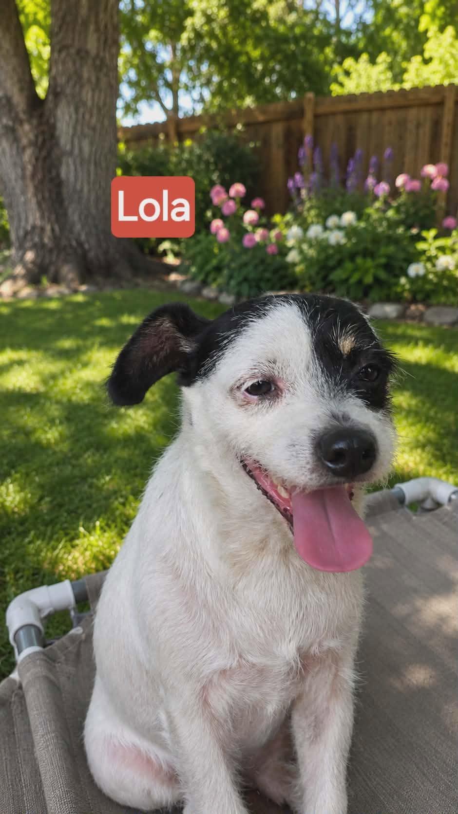 Lola, Adoptable, Adult Female Shih Tzu.