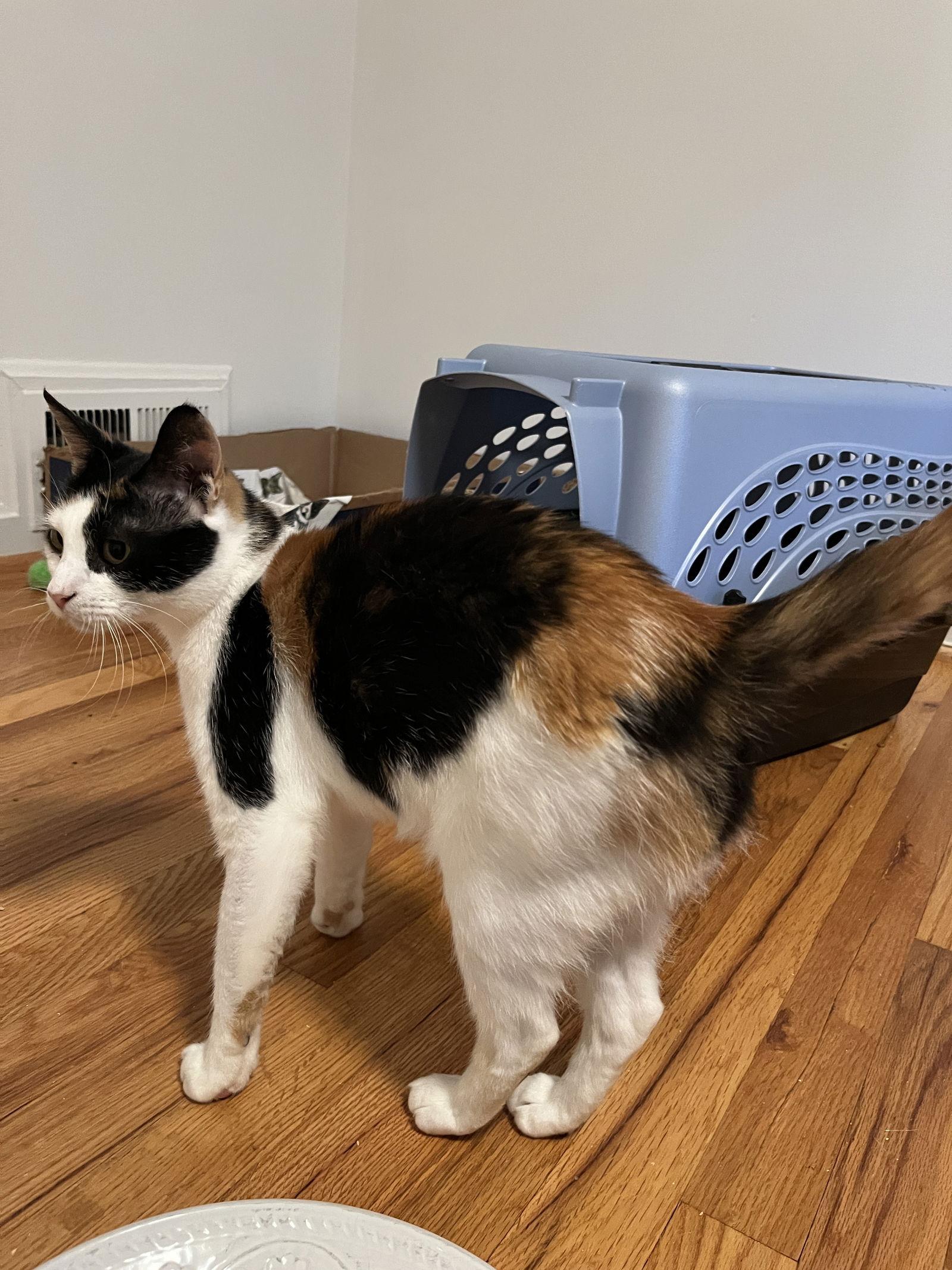 Ellie, Adoptable, Young Female Domestic Short Hair.