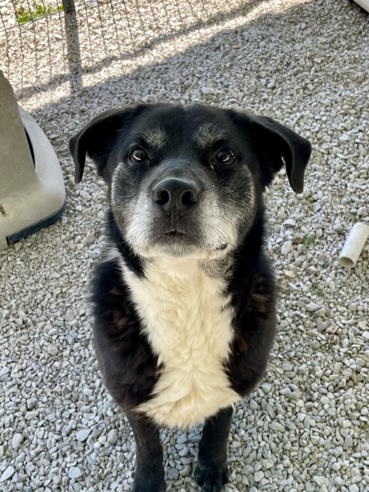 Blaze, Adoptable, Adult Male Labrador Retriever.