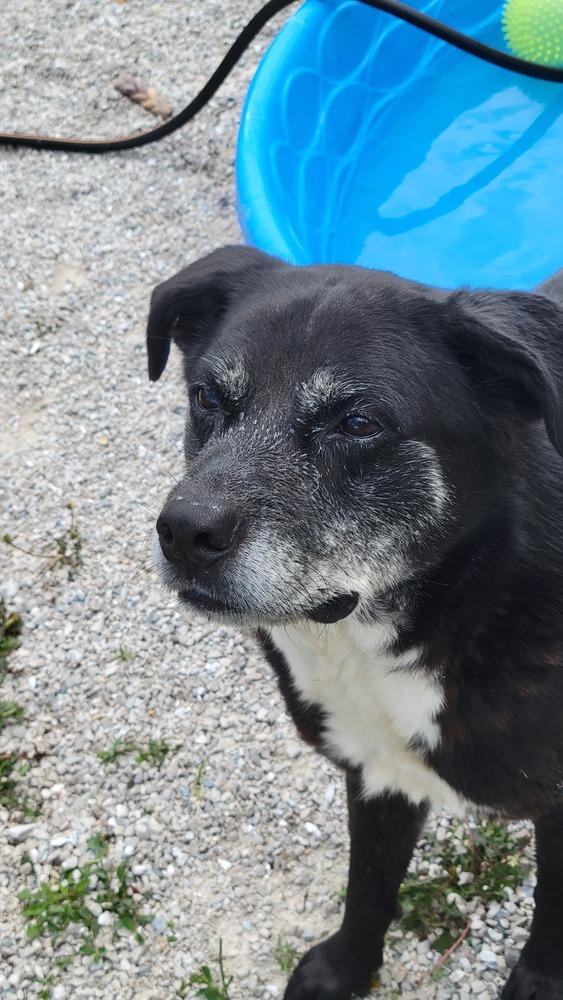 Blaze, a Adoptable mixed breed in Bolivar, MO image 2/5