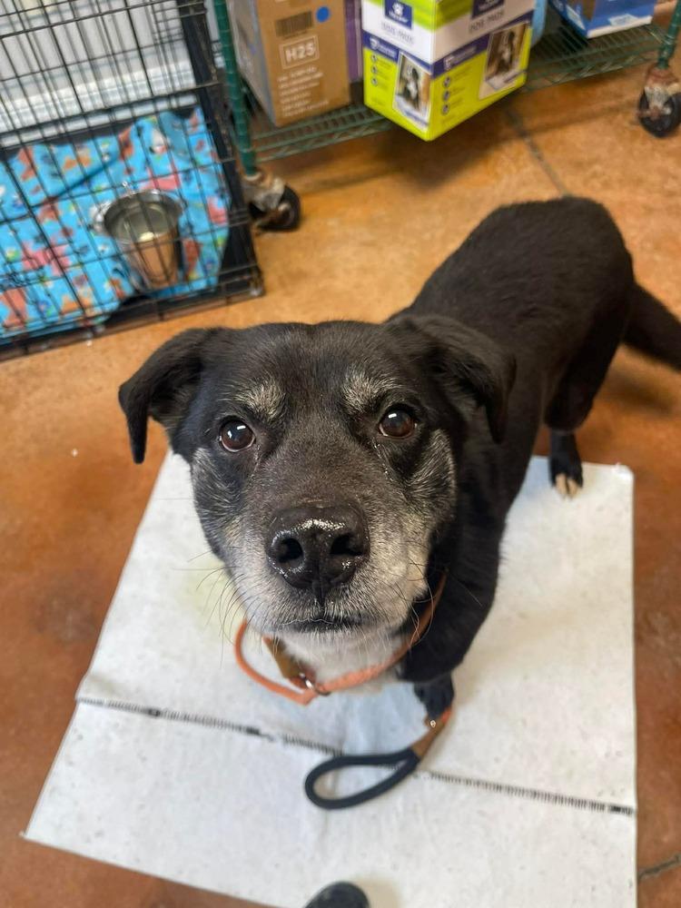 Enlarge Blaze, a Adoptable mixed breed in Bolivar, MO image 1/1